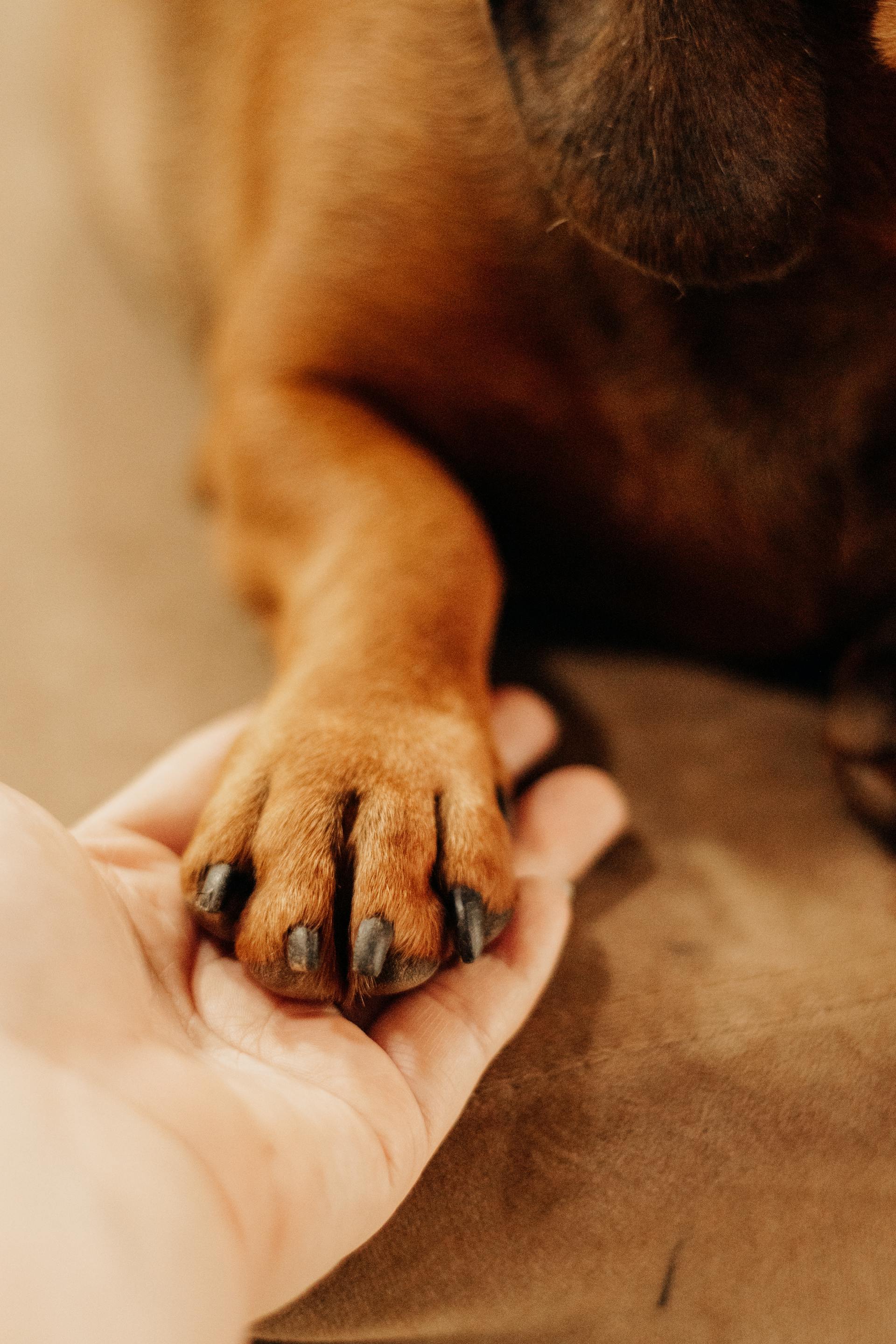 dog hand